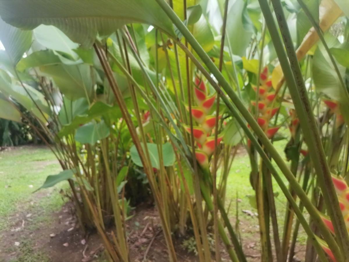 Granja Agua Azul, Wi-Fi,Ac-Wc,Parking,La Fortuna Екстериор снимка